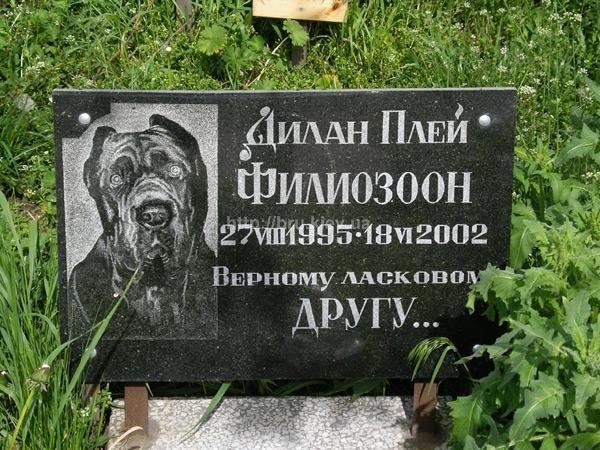 Четыре лапы, белый хвост – он самый лучший в мире пес, фото-7 Четыре лапы, белый хвост – он самый лучший в мире пес, фото-7