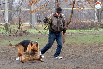Кинологический центр АЗОВ – это место, где сбываются самые..., фото-10 Кинологический центр АЗОВ – это место, где сбываются самые смелые кинологические мечты!, фото-10