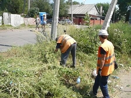 В Горловке на амброзию ходят с топорами и падают от жары в..., фото-1 В Горловке на амброзию ходят с топорами и падают от жары в обмороки, фото-1