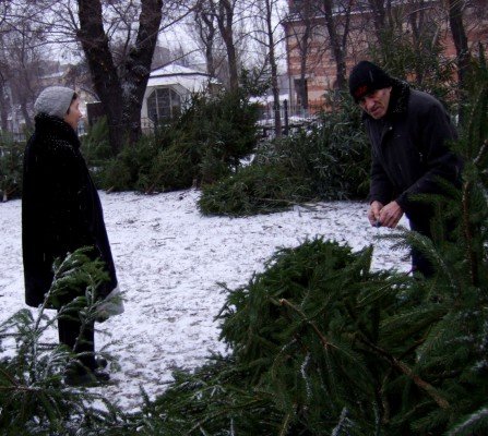 Грустная судьба донецких елок (фото), фото-2 Грустная судьба донецких елок (фото), фото-2
