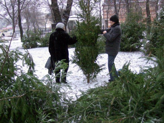 Грустная судьба донецких елок (фото), фото-3 Грустная судьба донецких елок (фото), фото-3