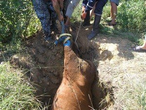 В Одесской области МЧСники спасали корову (фото), фото-1 В Одесской области МЧСники спасали корову (фото), фото-1