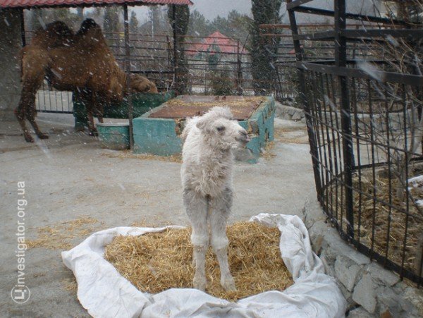 К 8 марта в Ялтинском зоопарке родился белоснежный верблюжонок Марта, фото-1