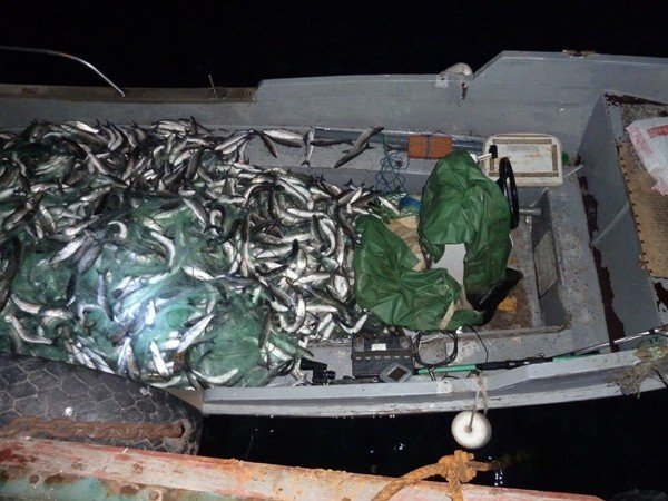 В Крыму браконьеры наловили кефали на 3 млн. грн (фото), фото-1