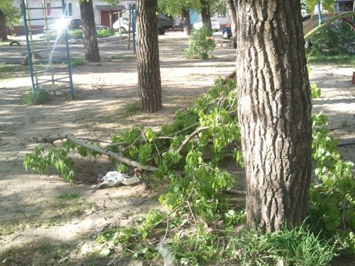 В Липецке ветром валило деревья, фото-2 В Липецке ветром валило деревья, фото-2