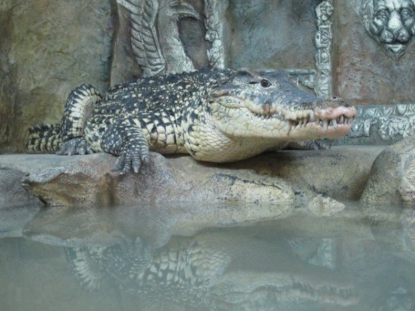Ялтинский крокодиляриум приглашает гостей города на увлекательную экскурсию!, фото-2