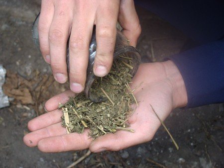 На Брусилівщині міліціонери виявили підпільну пилораму та с..., фото-3 На Брусилівщині міліціонери виявили підпільну пилораму та сухі коноплі, фото-3