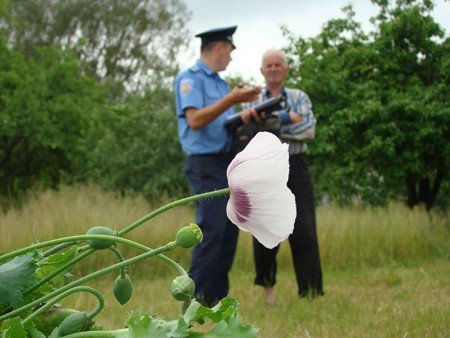 У Володарськ-Волинському районі боролися з посівами маку та..., фото-5 У Володарськ-Волинському районі боролися з посівами маку та конопель, фото-5