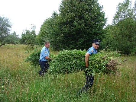 У Володарськ-Волинському районі боролися з посівами маку та..., фото-6 У Володарськ-Волинському районі боролися з посівами маку та конопель, фото-6
