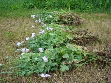 У Володарськ-Волинському районі боролися з посівами маку та..., фото-9 У Володарськ-Волинському районі боролися з посівами маку та конопель, фото-9