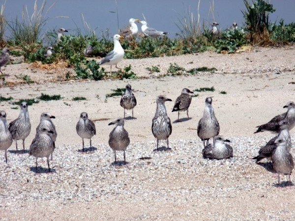 В Донецкой области разорили уникальные гнездовья кудрявых п..., фото-2 В Донецкой области разорили уникальные гнездовья кудрявых пеликанов (фото), фото-2