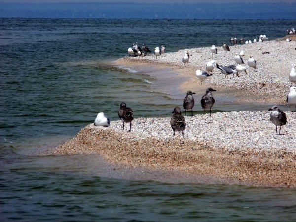 В Донецкой области разорили уникальные гнездовья кудрявых п..., фото-4 В Донецкой области разорили уникальные гнездовья кудрявых пеликанов (фото), фото-4