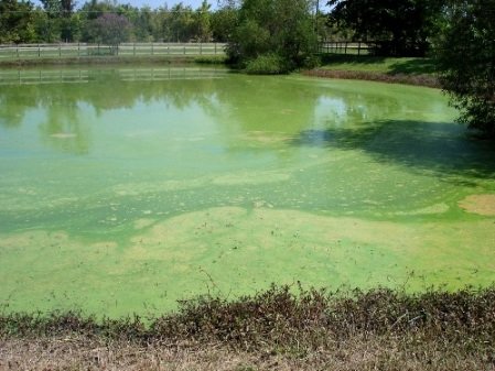 сине-зеленые водоросли сине-зеленые водоросли