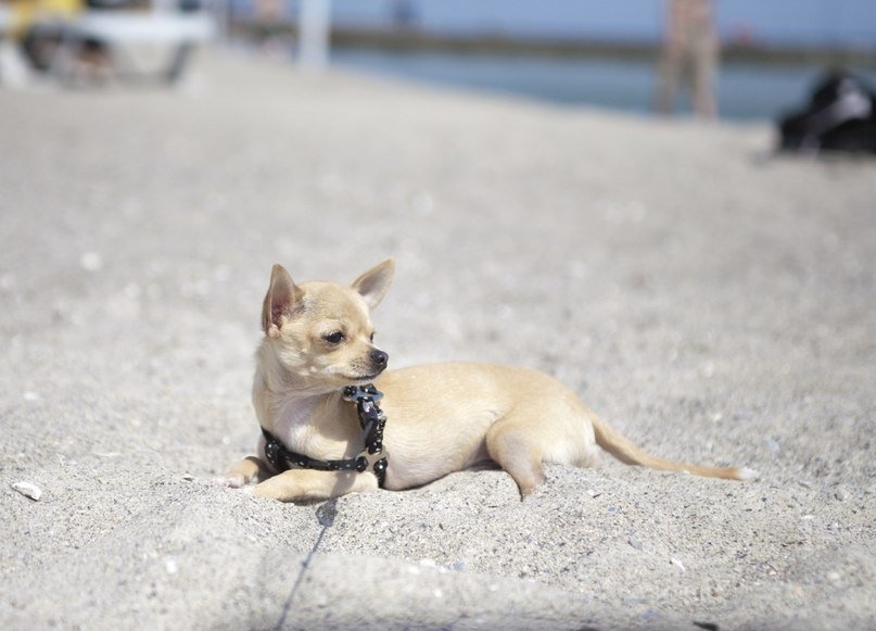 Одессит подарит iPhone тому, кто найдет его собаку (Фото) (фото) - фото 5