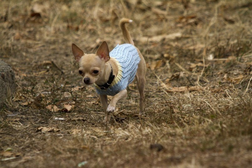 Одессит подарит iPhone тому, кто найдет его собаку (Фото) (фото) - фото 4