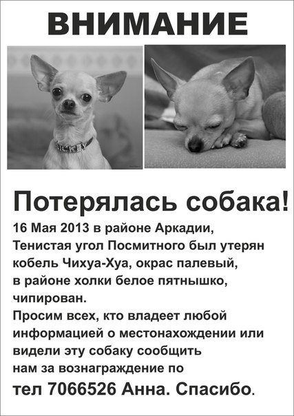 Одессит подарит iPhone тому, кто найдет его собаку (Фото) (фото) - фото 6