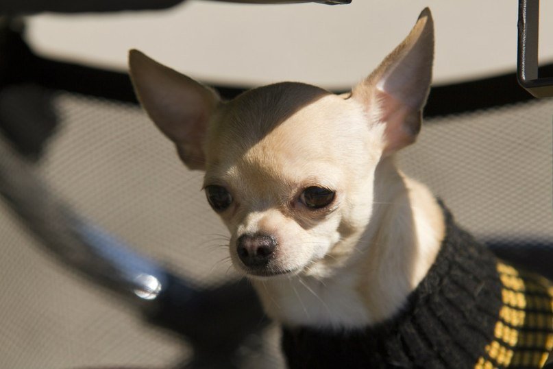 Одессит подарит iPhone тому, кто найдет его собаку (Фото) (фото) - фото 1