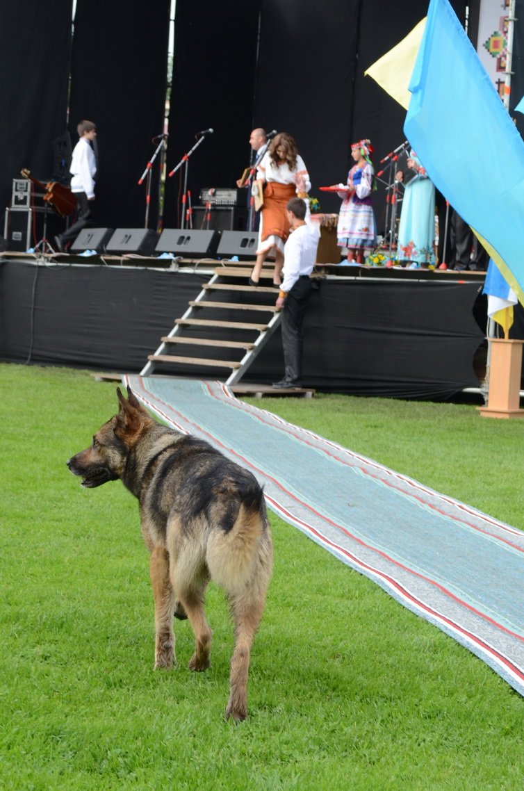 vypusknyky (17) vypusknyky (17)