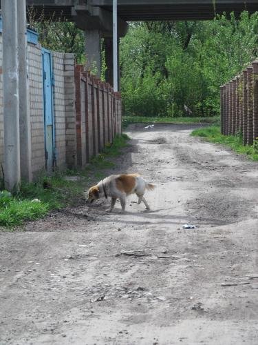 Бетховен Бетховен