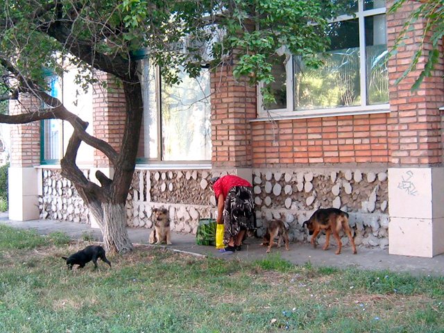 собаки в Бердянске собаки в Бердянске