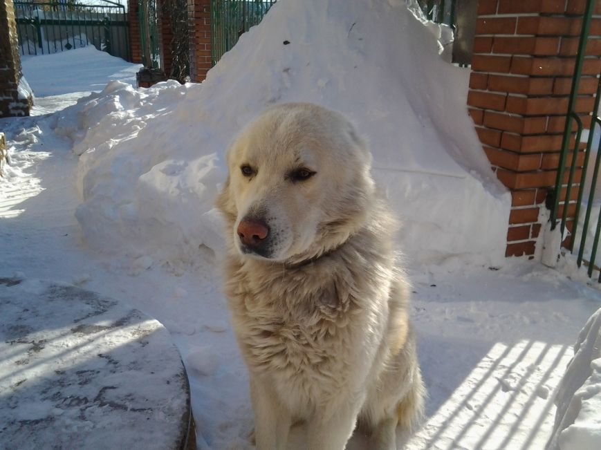 Барс20140130_125923 Барс20140130_125923