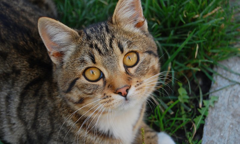 КОТ КОТ