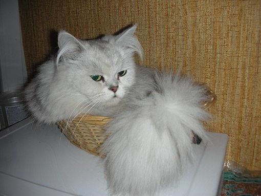 кот кот