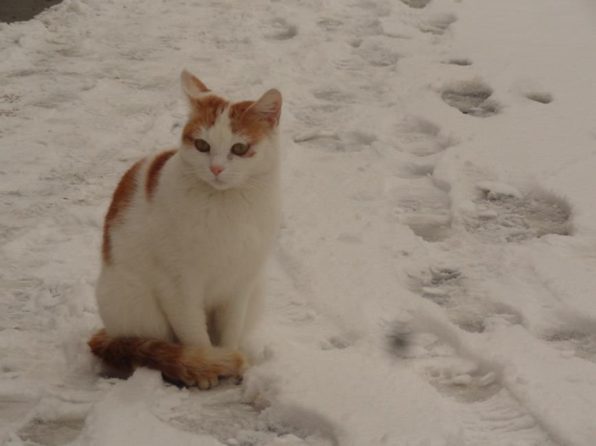 кот кот