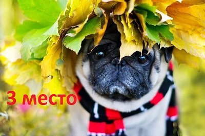 «Лучшие моменты осени»: победители фотоконкурса определены (фото) - фото 2