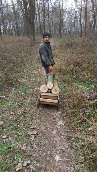 У Чернівцях виявили незаконну вирубку зелених насаджень на території заповідника (фото) - фото 1 У Чернівцях виявили незаконну вирубку зелених насаджень на території заповідника (фото) - фото 1
