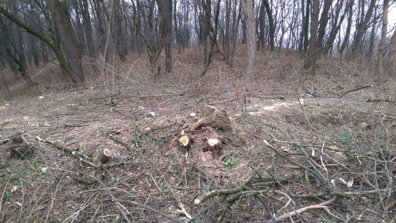 У Чернівцях виявили незаконну вирубку зелених насаджень на території заповідника (фото) - фото 1 У Чернівцях виявили незаконну вирубку зелених насаджень на території заповідника (фото) - фото 1