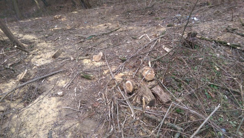 У Чернівцях виявили незаконну вирубку зелених насаджень на території заповідника (фото) - фото 1 У Чернівцях виявили незаконну вирубку зелених насаджень на території заповідника (фото) - фото 1
