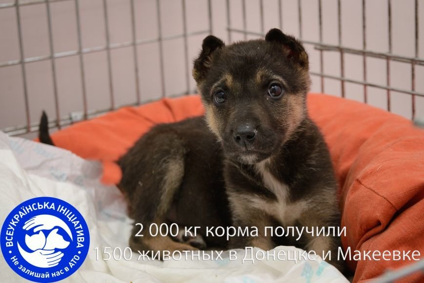 Для братьев наших меньших: макеевские животные снова получили партию «гуманитарки» (фото) - фото 1 Для братьев наших меньших: макеевские животные снова получили партию «гуманитарки» (фото) - фото 1