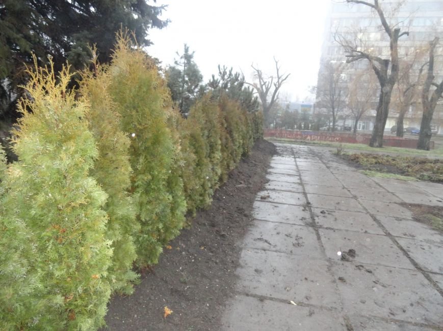 В центре Мариуполя выросла зеленая стена (ФОТОФАКТ) (фото) - фото 1 В центре Мариуполя выросла зеленая стена (ФОТОФАКТ) (фото) - фото 1