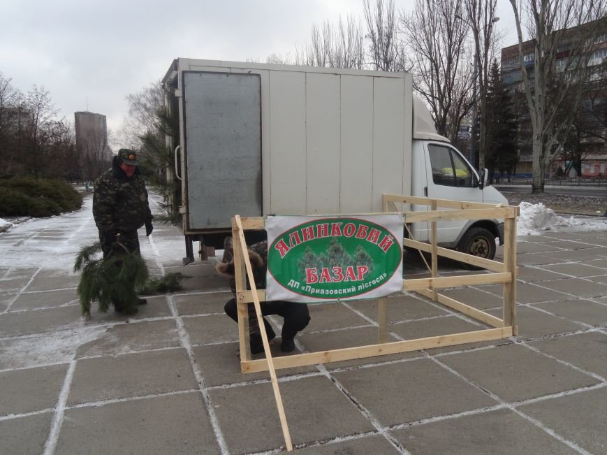 В центре Мариуполя появились лесники с двухметровыми елями по 102 гривне (ФОТОРЕПОРТАЖ) (фото) - фото 1 В центре Мариуполя появились лесники с двухметровыми елями по 102 гривне (ФОТОРЕПОРТАЖ) (фото) - фото 1