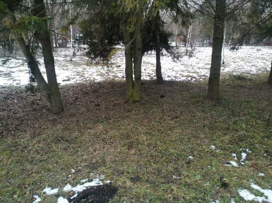 У Тернополі в одному з парків валяються десятки трупів (фото) (фото) - фото 1 У Тернополі в одному з парків валяються десятки трупів (фото) (фото) - фото 1