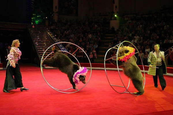 19-20 февраля в Гродно выступит два московских цирка: (фото) - фото 2