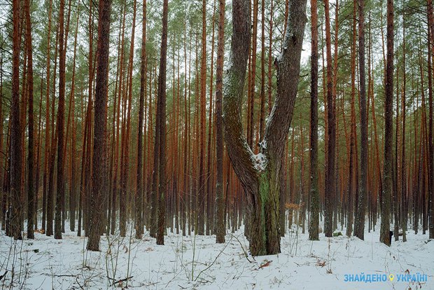 Проект «Знайдено в Україні» приехал в Черниговскую область (фото) - фото 3 Проект «Знайдено в Україні» приехал в Черниговскую область (фото) - фото 3