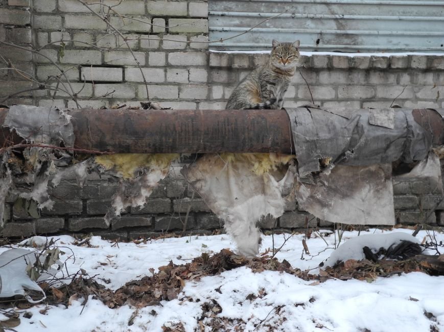 Вот кому на трубе жить хорошо... Вот кому на трубе жить хорошо...