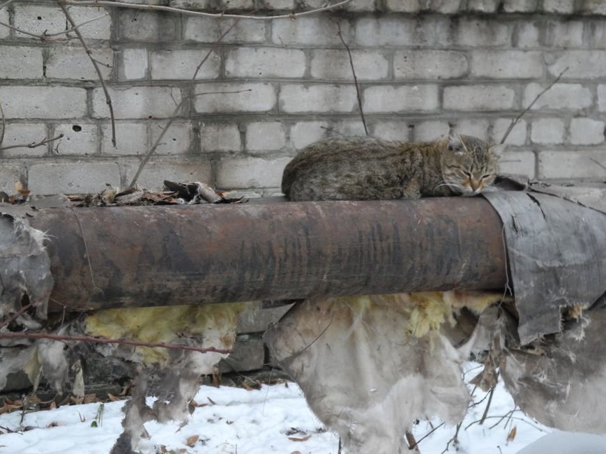 сладкие сны на тёплой трубе сладкие сны на тёплой трубе