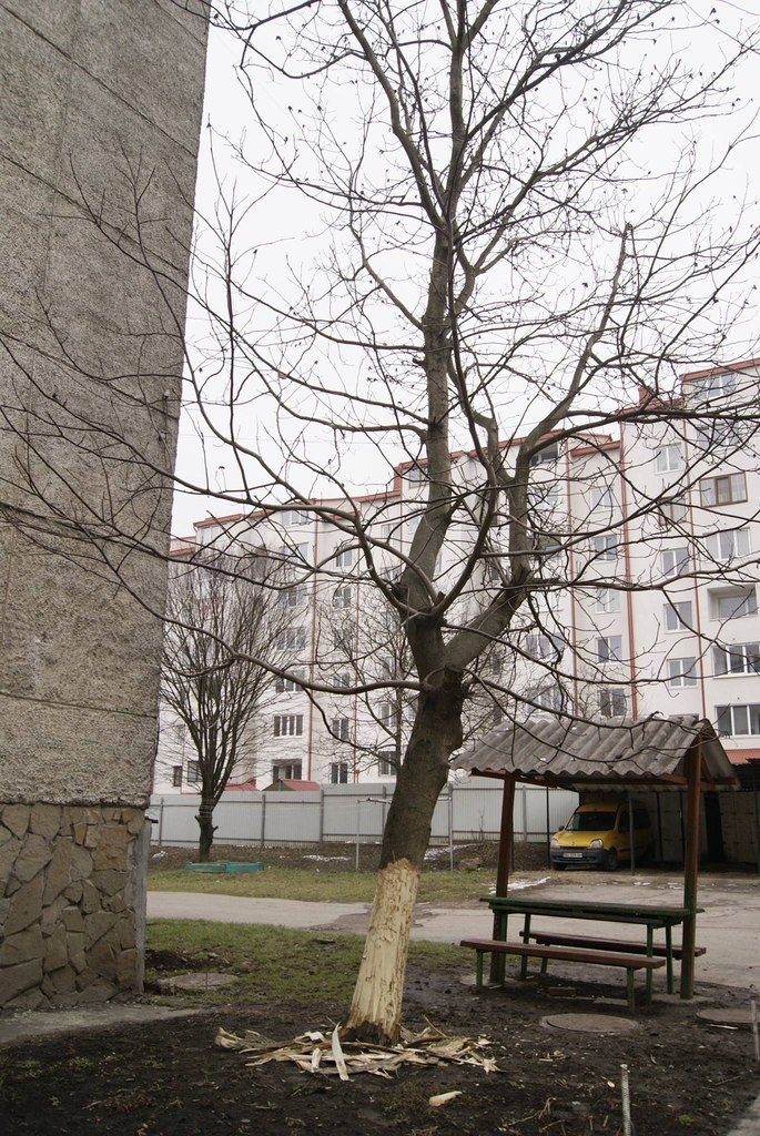 У Тернополі невідомі «скалічили» дерево (фото) (фото) - фото 1 У Тернополі невідомі «скалічили» дерево (фото) (фото) - фото 1