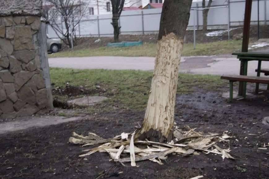 У Тернополі невідомі «скалічили» дерево (фото) (фото) - фото 1 У Тернополі невідомі «скалічили» дерево (фото) (фото) - фото 1