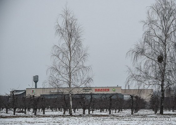Жизнь в гродненском колхозе «Квасовка»: зарплата 7 млн и св..., фото-6 Жизнь в гродненском колхозе «Квасовка»: зарплата 7 млн и свинина за 60 тыс. (Фото), фото-6