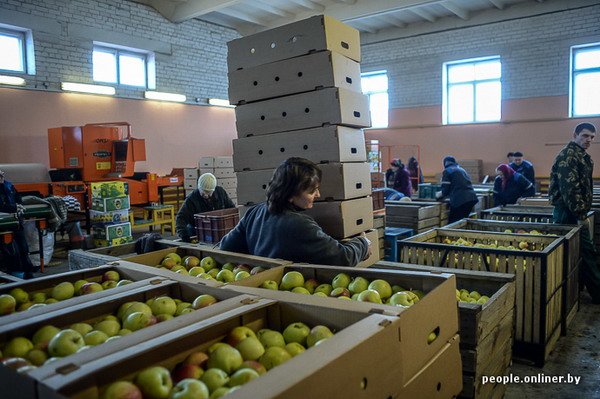 Жизнь в гродненском колхозе «Квасовка»: зарплата 7 млн и с..., фото-37 Жизнь в гродненском колхозе «Квасовка»: зарплата 7 млн и свинина за 60 тыс. (Фото), фото-37