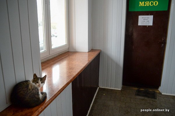 Жизнь в гродненском колхозе «Квасовка»: зарплата 7 млн и с..., фото-28 Жизнь в гродненском колхозе «Квасовка»: зарплата 7 млн и свинина за 60 тыс. (Фото), фото-28