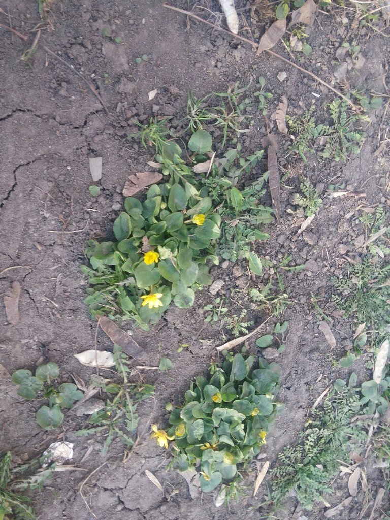 В Мариуполе раньше срока расцвели лютики (ФОТОФАКТ) (фото) - фото 1 В Мариуполе раньше срока расцвели лютики (ФОТОФАКТ) (фото) - фото 1