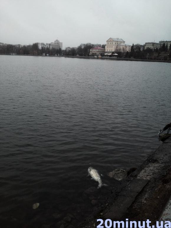 Чому в Тернопільському ставі гине риба? (фото) (фото) - фото 1 Чому в Тернопільському ставі гине риба? (фото) (фото) - фото 1