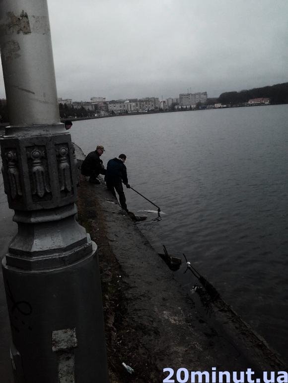 Чому в Тернопільському ставі гине риба? (фото) (фото) - фото 1 Чому в Тернопільському ставі гине риба? (фото) (фото) - фото 1