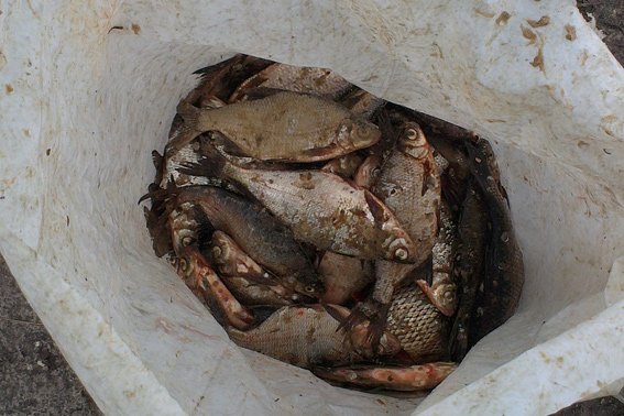 Правоохоронці затримали двох жителів одного із сіл Золотоніського району, які займалися незаконним виловом риби (фото) - фото 1 Правоохоронці затримали двох жителів одного із сіл Золотоніського району, які займалися незаконним виловом риби (фото) - фото 1