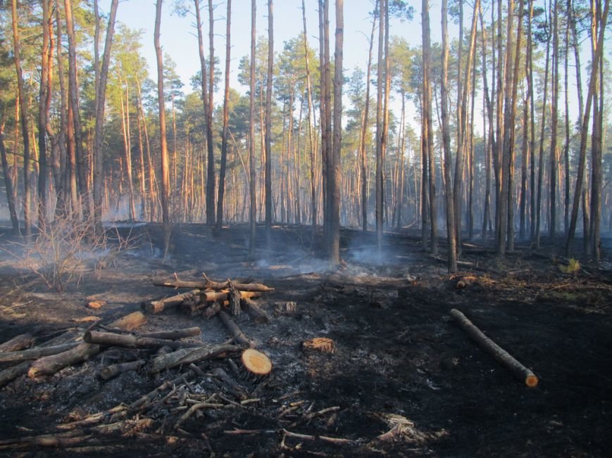 Масштабна пожежа на Полтавщині, вигоріло 15 гектарів (фото) - фото 2 Масштабна пожежа на Полтавщині, вигоріло 15 гектарів (фото) - фото 2